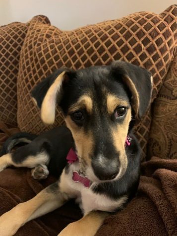 Often shelters dont relay correct information to families looking to adopt pets.  Holly, adopted by Annette Manlief, is much larger than expected.