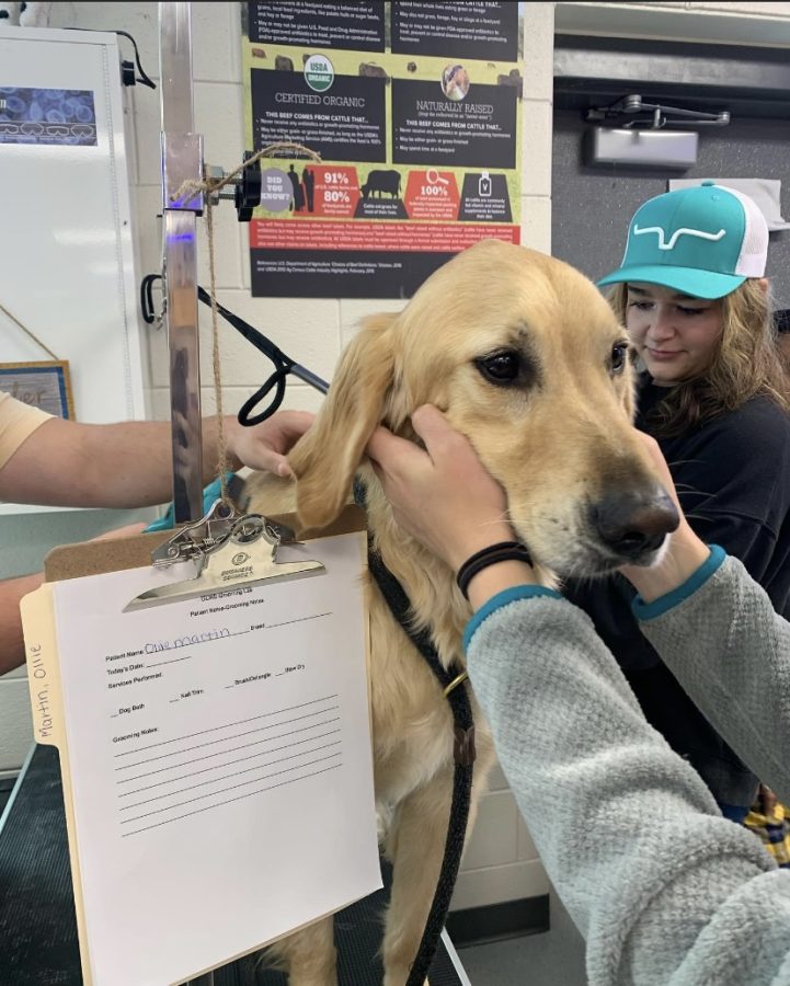 Students in the dog grooming program work to make Ollie, the school's therapy dog, look his best.  