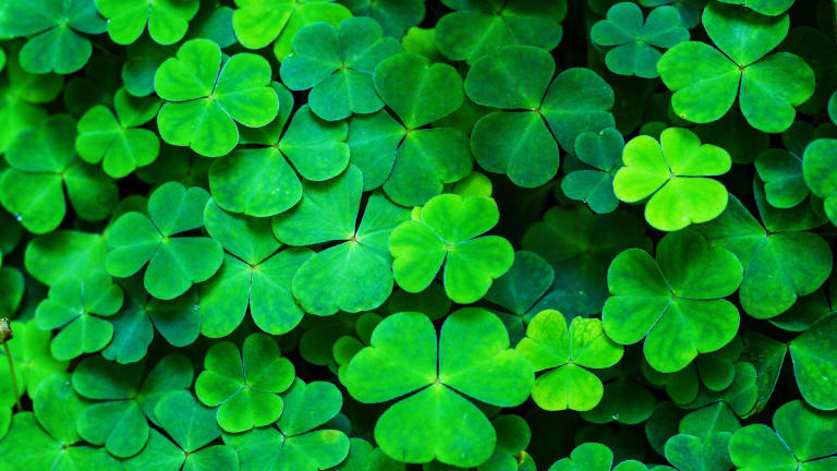 St.+Patricks+day+can+be+celebrated+with+a+large+community+or+indivdually.++This+Irish+tradition+is+still+popular+in+the+United+States.+